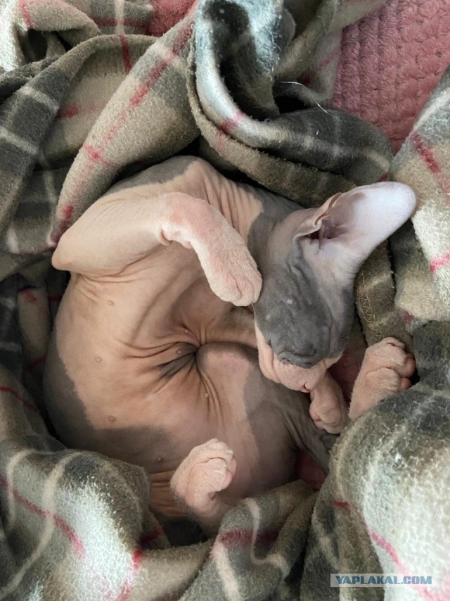 Котовторник