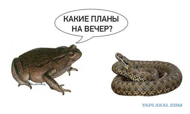 «Я тебе глотку вырву, никаких танцев здесь, вы, гендерные проститутки»