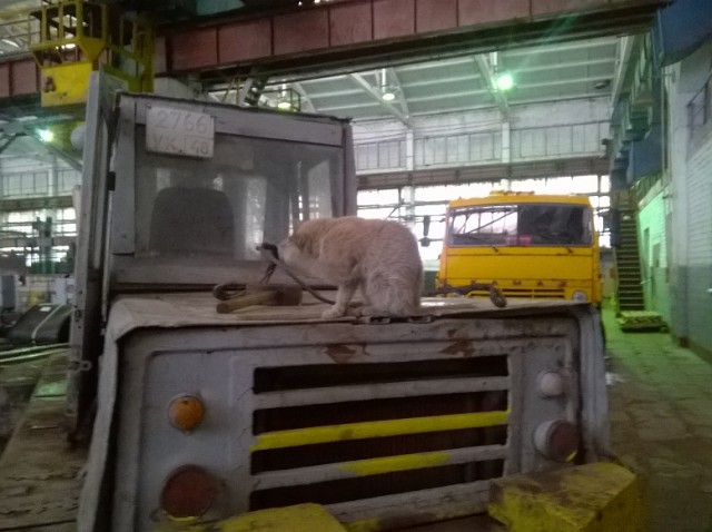 Коты на производстве