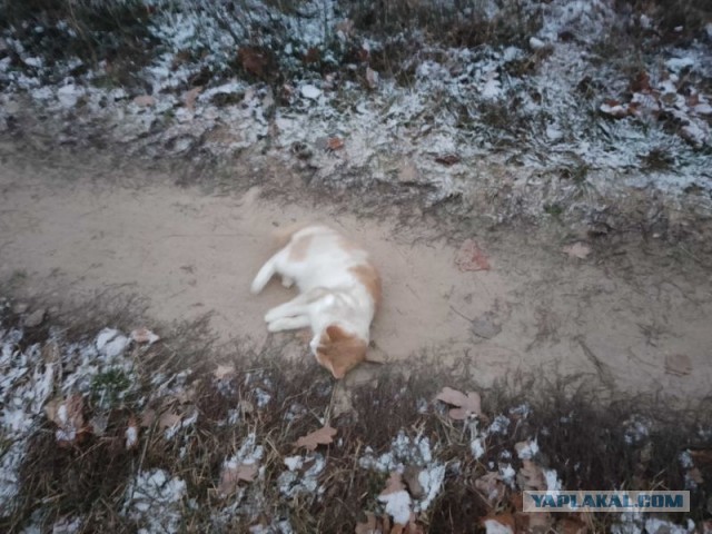 Жизнь домашнего приюта для котеек 472