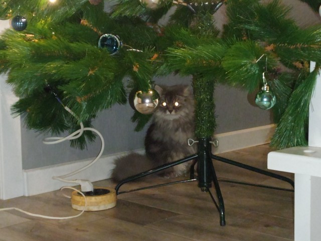 Новогодний кот