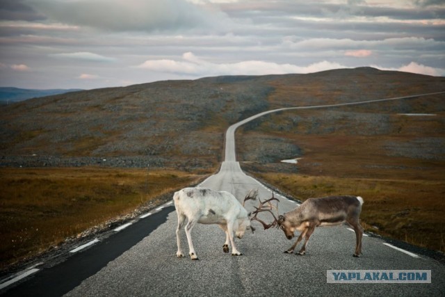 Решил "поучить" водителя фуры