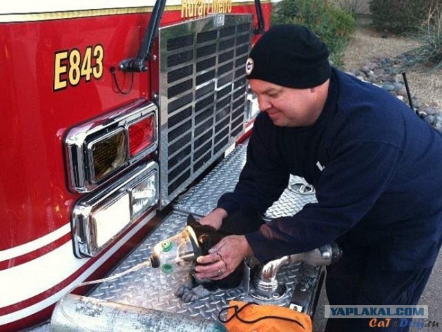 Спасли кота из огня