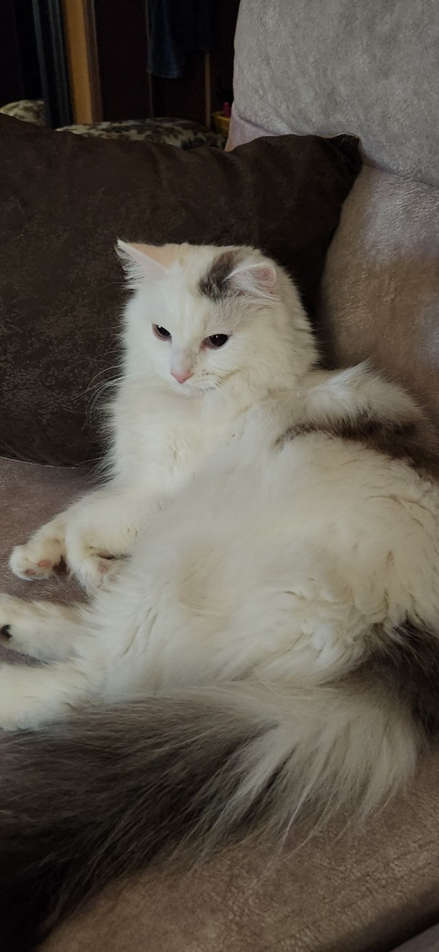 Котовторник