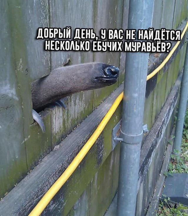 Веселые картинки (02.07)