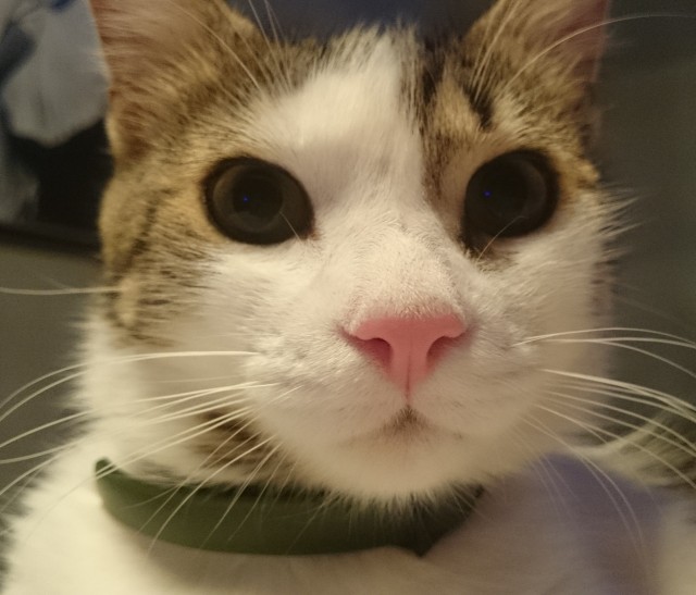 Нос