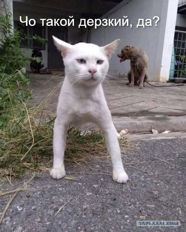 Кот, который был воспитан собаками