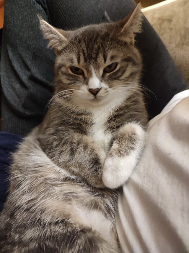 С Котовторником!