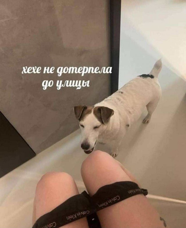 Морда собаки