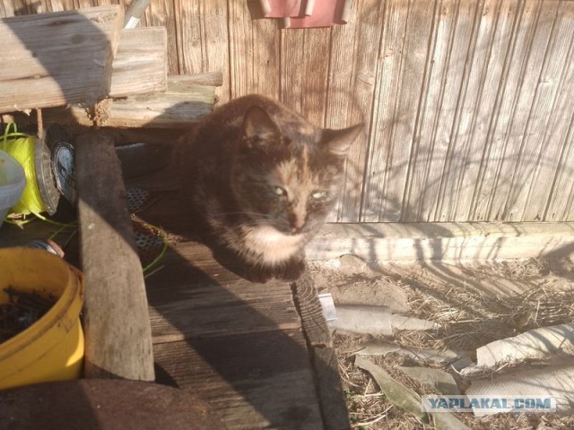 Жизнь домашнего приюта для котеек 536