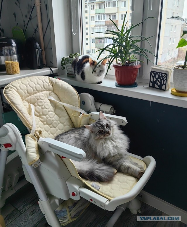 Совпало с котовторником.