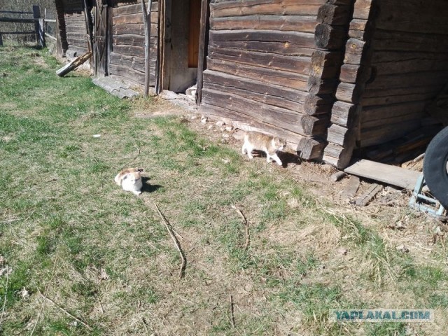 Жизнь домашнего приюта для котеек 538