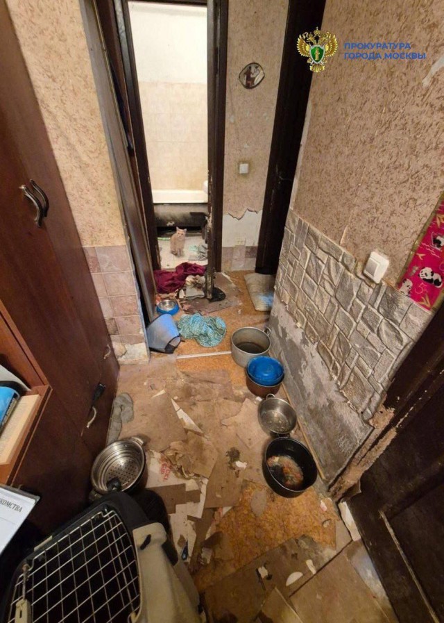 В квартире на Ангарской улице живут 13 собак и 18 кошек