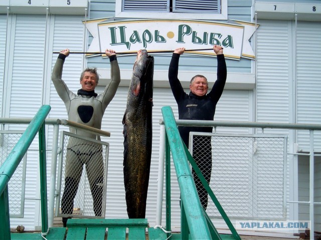 Шикарный трофей!