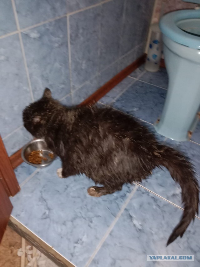 История одного котенка