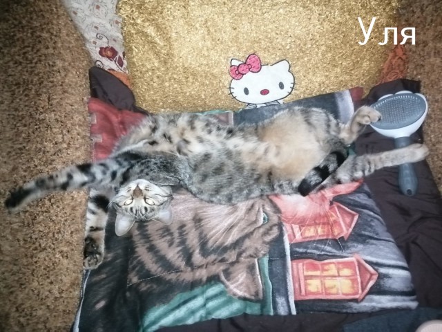 Жизнь домашнего приюта "Котоленд" 509