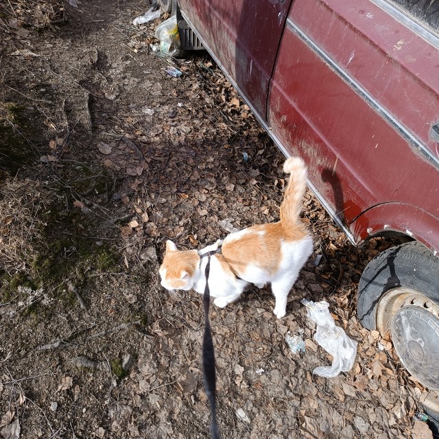 Посоветуйте по котею