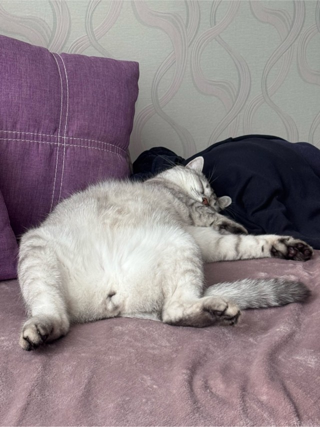 К котовторнику)
