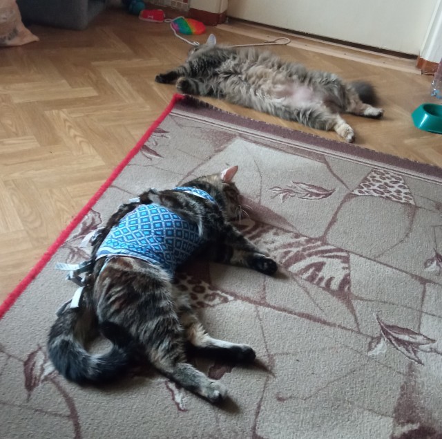 Котовторник 21.10.2025