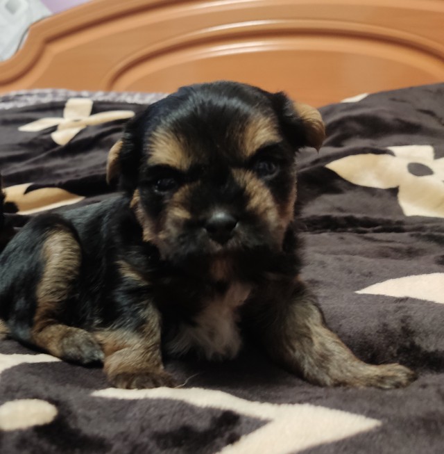 Адццкие гончие Lite version