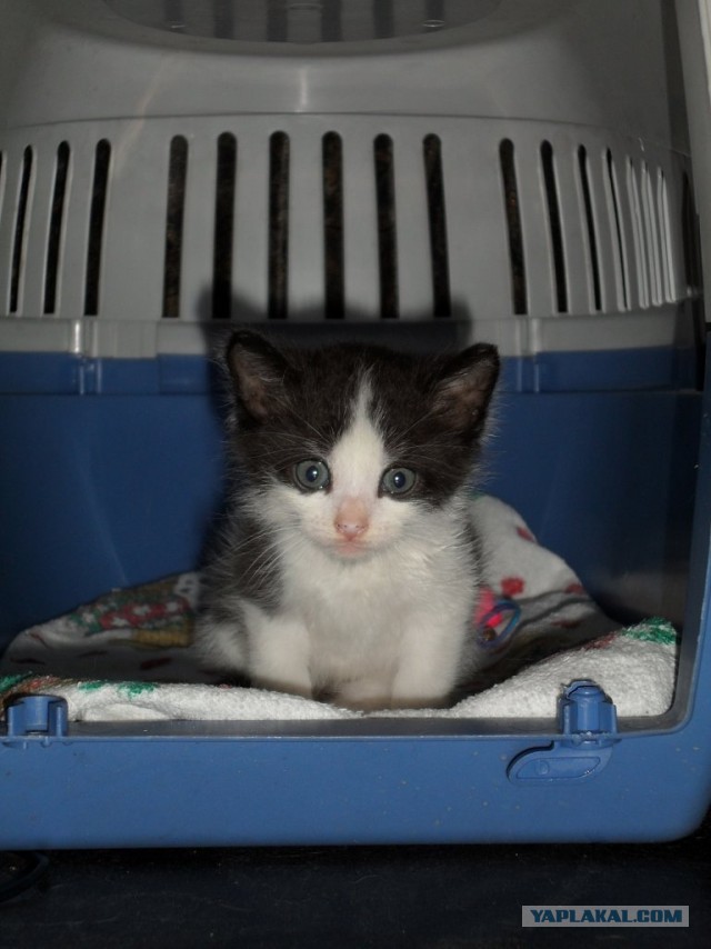 Котовторник 9.07.2013