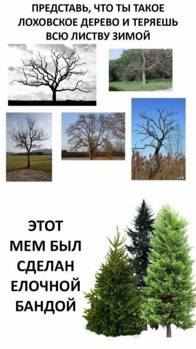Веселое настроение в картинках (02.12.2025)