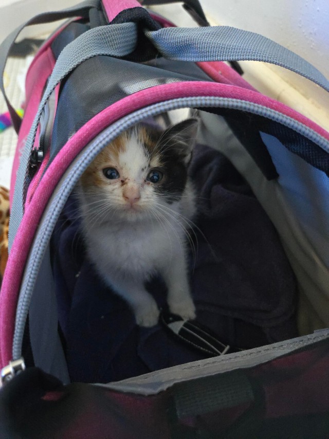Котейка напутешествовалась