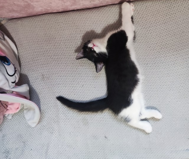 Котовторник