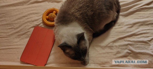 Замурчательный кот