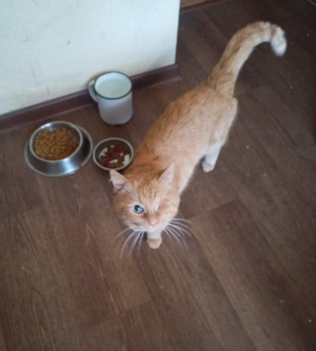 17 лет Коту ( примерно)