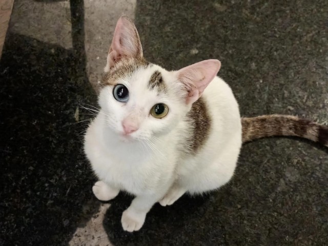 Рандомных фото котов тред