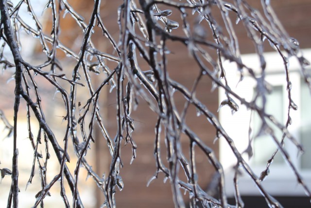 Ледяной дождь 03.05.24 (Лен.обл)