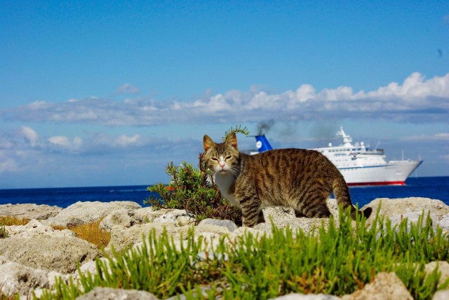 Крымский котик⁠
