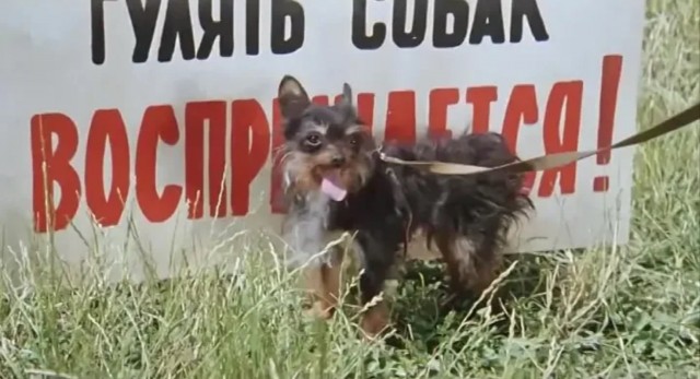 В Краснодаре мужчина ударил собачницу мусорным пакетом во дворе ЖК