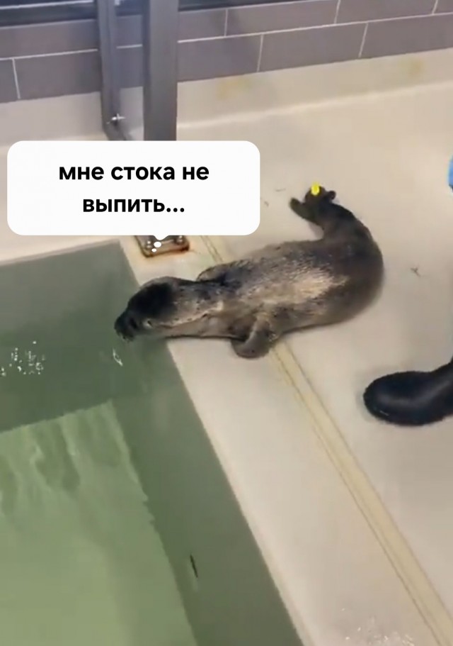 Спасённый детёныш тюленя впервые учится плавать