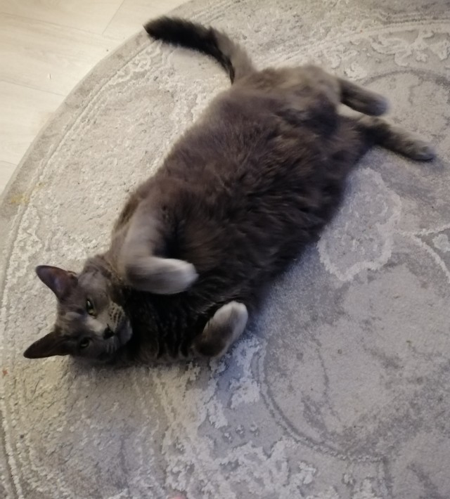 Котовторник 11.08.