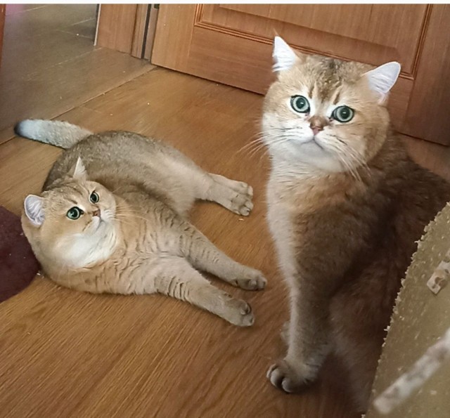 Фотки красивого кота.