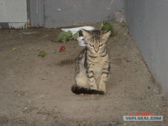 Кошка с уникальной привязанностью к людям