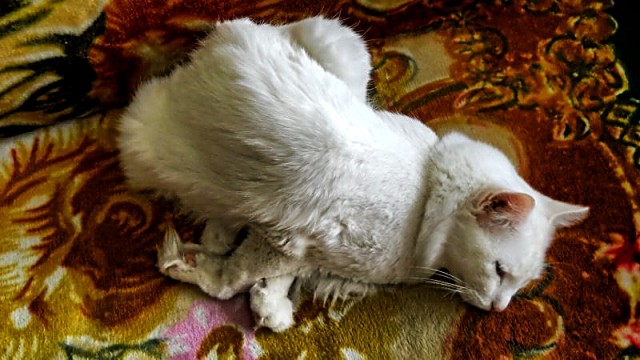 Котейка, который не знает как лежат котейки