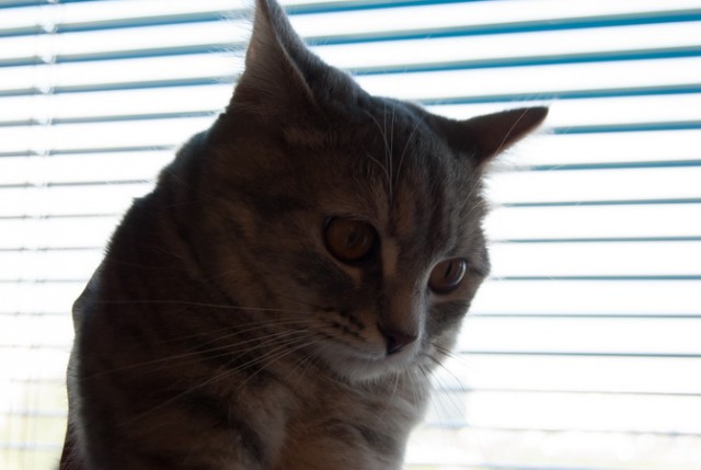Котовторник 29.04.14.