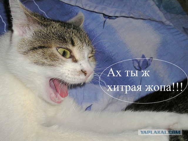 Удар ниже пояса