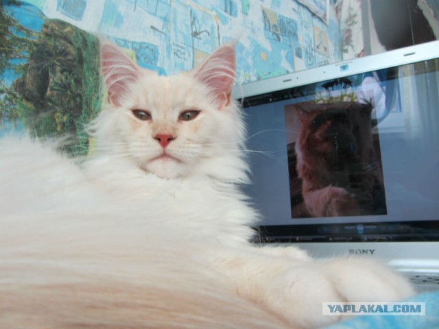 С Котовторником!