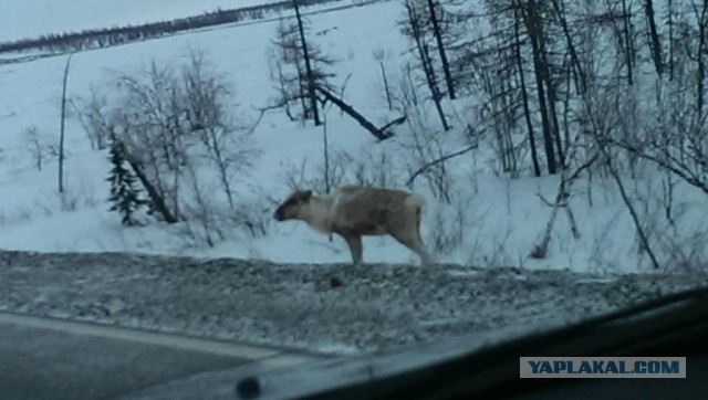 Заполярье ЯНАО