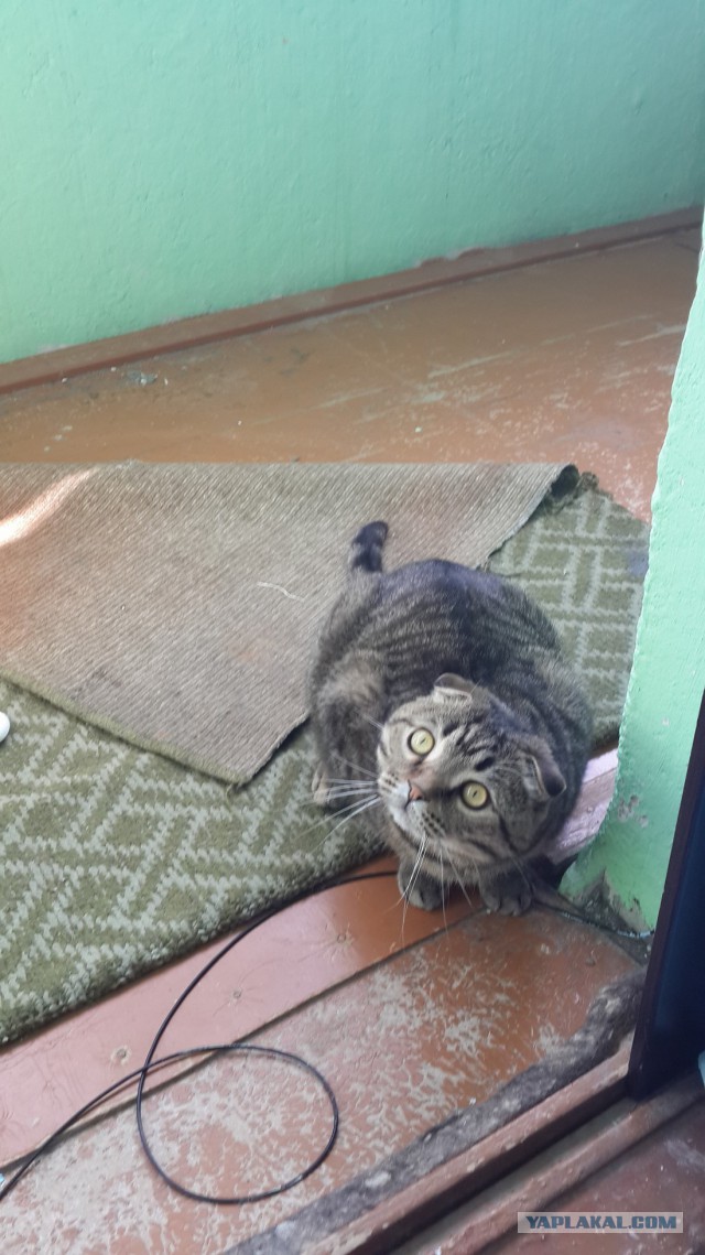 Котовторник 12.08.2014