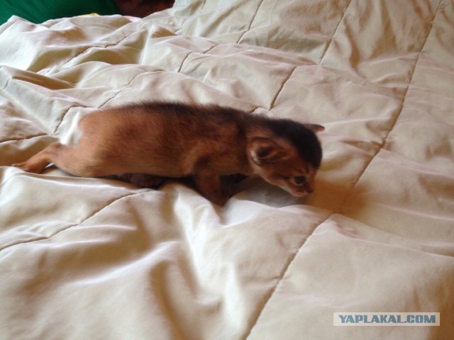 Котовторник 02.09.2014