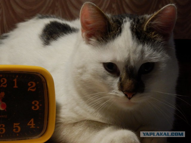 Котовторник 21.10.2014