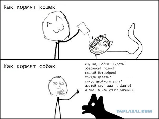 Как кормят кошек и собак!