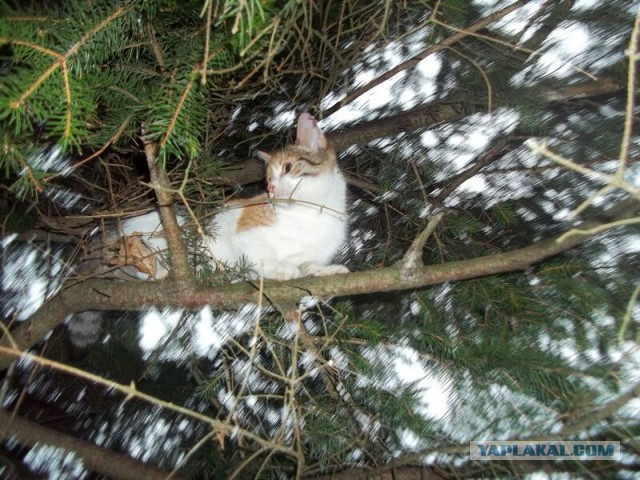 Жизнь домашнего приюта для котеек 36