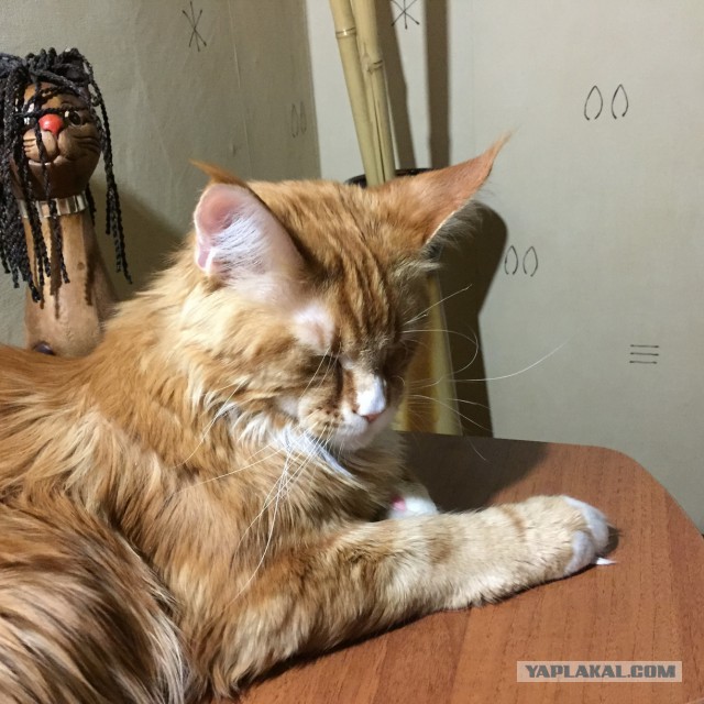 Котовторник 9.12.2014