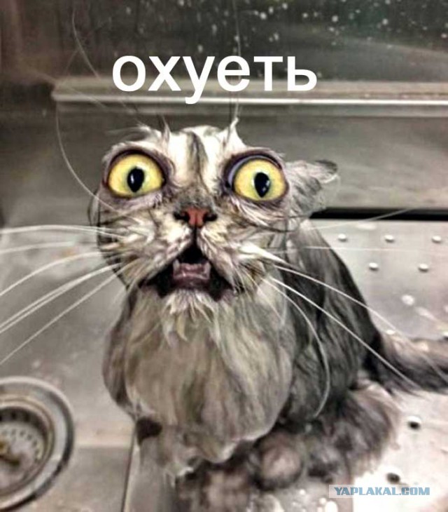 Увлекательное японское шоу